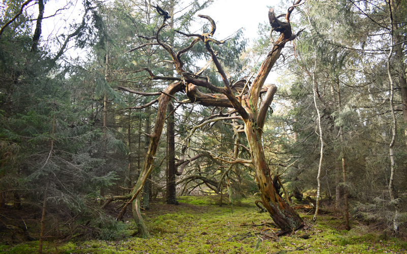 lunge fungere Sump Tisvilde Hegn - besøg en af Danmarks største skove | Mit Halsnæs