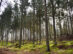 Tisvilde Hegn – besøg en af Danmarks største skove